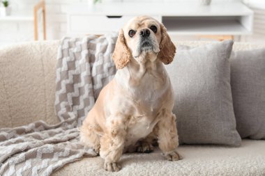 Şirin Cocker Spaniel evdeki kanepede