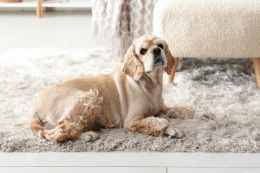 Şirin Cocker Spaniel evde yerde.