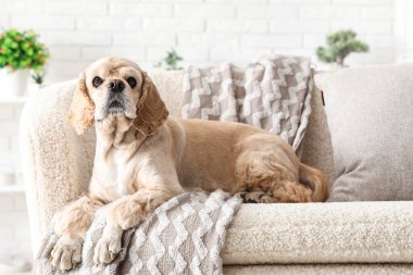 Şirin Cocker Spaniel evdeki kanepede