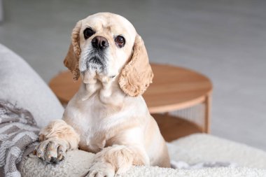 Şirin Cocker Spaniel evde.