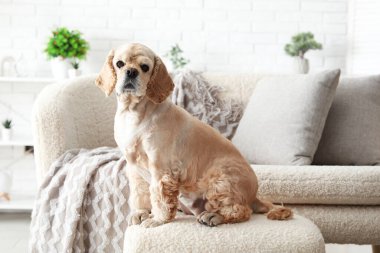 Şirin Cocker Spaniel evde.