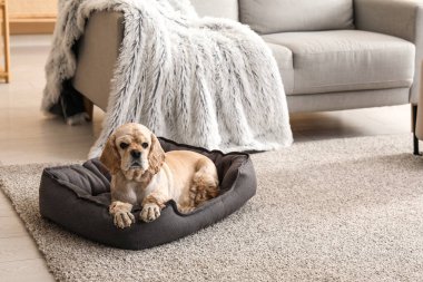 Evcil hayvan yatağındaki sevimli Cocker Spaniel.