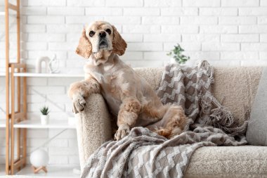 Şirin Cocker Spaniel evdeki kanepede