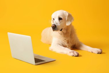 Sarı arka planda dizüstü bilgisayarı olan gözlüklü bir iş köpeği.