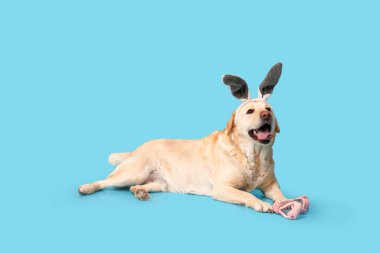 Mavi arka planda Paskalya tavşanı kulaklı komik Labrador köpeği