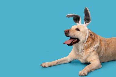 Mavi arka planda Paskalya tavşanı kulaklı komik Labrador köpeği