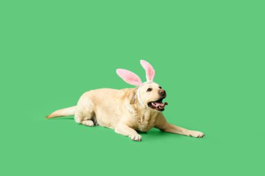 Yeşil arka planda Paskalya tavşan kulaklı komik Labrador köpeği