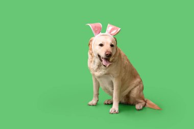 Yeşil arka planda Paskalya tavşan kulaklı komik Labrador köpeği