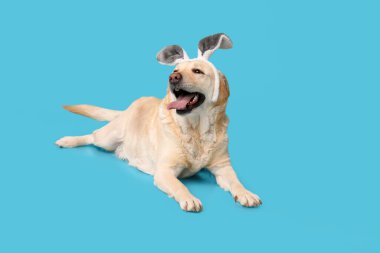 Mavi arka planda Paskalya tavşanı kulaklı komik Labrador köpeği