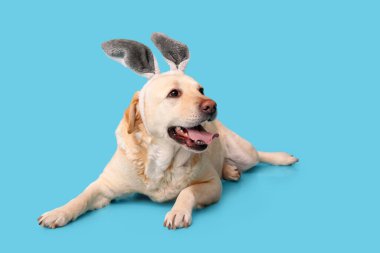 Mavi arka planda Paskalya tavşanı kulaklı komik Labrador köpeği