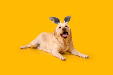 Sarı arka planda Paskalya tavşan kulaklı komik Labrador köpeği.