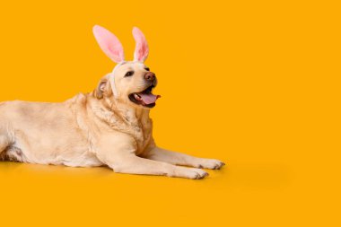 Sarı arka planda Paskalya tavşan kulaklı komik Labrador köpeği.