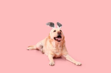 Pembe arka planda Paskalya tavşanı kulaklı komik Labrador köpeği.