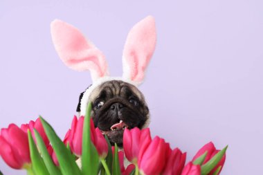 Leylak arka planında laleleri olan tavşan kulaklı sevimli köpek, yakın plan. Paskalya kutlaması