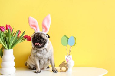 Paskalya dekoru ve sarı arka planda duran lalelerle tavşan kulaklı sevimli pug köpeği.