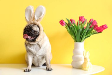 Tavşan kulaklı sevimli pug dog laleler ve sarı arka planda Paskalya tavşanı