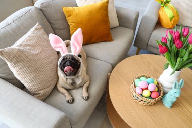 Evdeki kanepede uzanmış tavşan kulaklı sevimli pug dog. Paskalya kutlaması