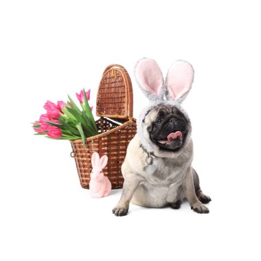 Tavşan kulaklı sevimli pug dog Paskalya tavşanı ve beyaz arka planda laleler
