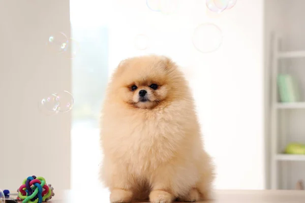 Cute dog with soap bubbles sitting in grooming salon
