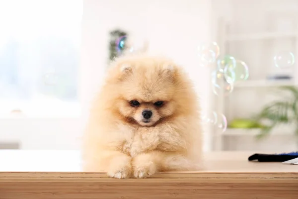 Cute Pomeranian dog with soap bubbles lying in grooming salon