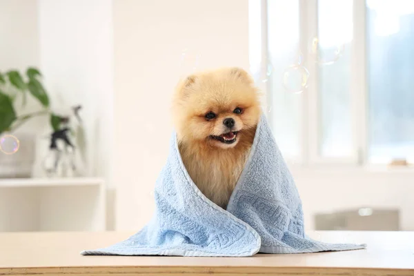 Cute dog with soap bubbles and towel sitting in grooming salon