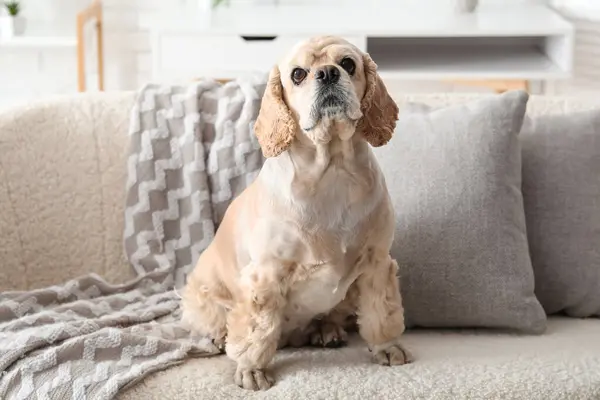 Şirin Cocker Spaniel evdeki kanepede