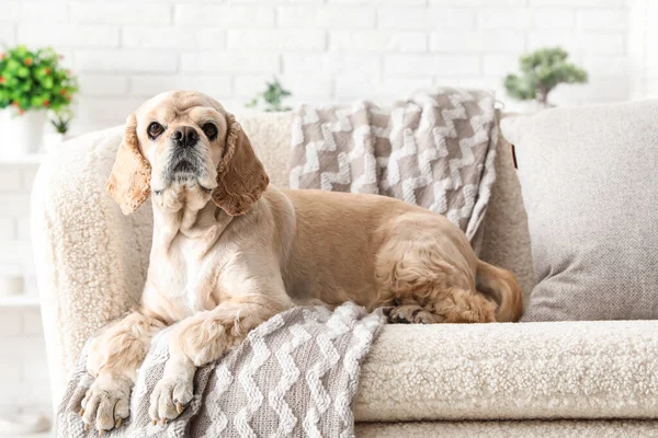 Şirin Cocker Spaniel evdeki kanepede