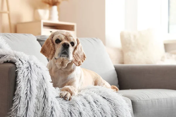 Şirin Cocker Spaniel evdeki kanepede