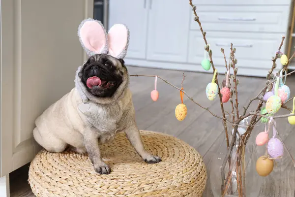 Cute pug dog in bunny ears and willow branches with Easter eggs at home