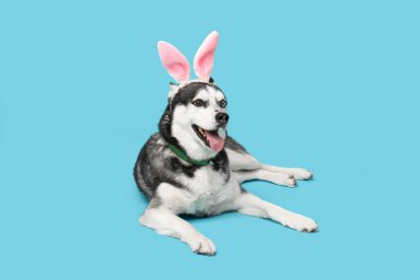 Mavi arka planda tavşan kulaklı sevimli Husky köpeği. Paskalya kutlaması
