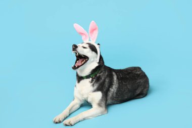 Mavi arka planda tavşan kulaklı sevimli Husky köpeği. Paskalya kutlaması