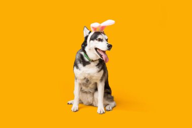 Sarı arka planda tavşan kulaklı sevimli Husky köpeği. Paskalya kutlaması