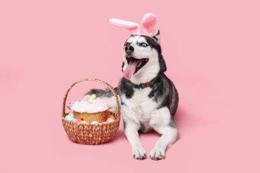 Tavşan kulaklı sevimli Husky köpeği ve pembe arka planda Paskalya sepeti.