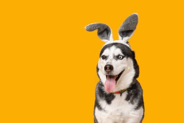 Sarı arka planda tavşan kulaklı sevimli Husky köpeği. Paskalya kutlaması