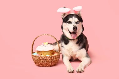 Tavşan kulaklı sevimli Husky köpeği ve pembe arka planda Paskalya sepeti.