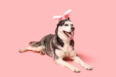 Pembe arka planda tavşan kulaklı şirin Husky köpeği. Paskalya kutlaması