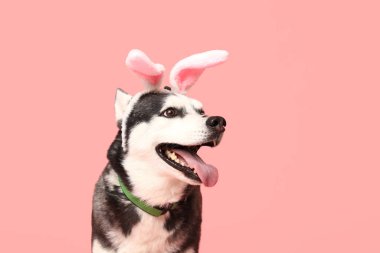Pembe arka planda tavşan kulaklı sevimli Husky köpeği. Paskalya kutlaması