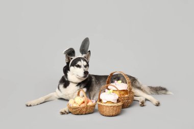 Tavşan kulaklı sevimli Husky köpeği ve gri arka planda Paskalya sepetleri.