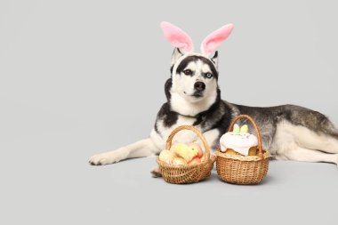 Tavşan kulaklı sevimli Husky köpeği ve gri arka planda Paskalya sepetleri.