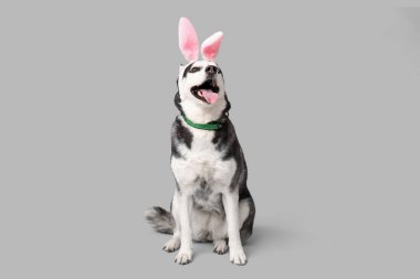Gri arka planda tavşan kulaklı şirin Husky köpeği. Paskalya kutlaması