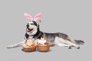 Tavşan kulaklı sevimli Husky köpeği ve gri arka planda Paskalya sepetleri.