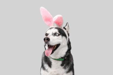 Gri arka planda tavşan kulaklı şirin Husky köpeği. Paskalya kutlaması
