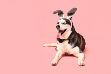 Pembe arka planda tavşan kulaklı sevimli Husky köpeği. Paskalya kutlaması