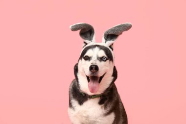 Pembe arka planda tavşan kulaklı sevimli Husky köpeği. Paskalya kutlaması