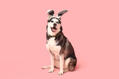 Pembe arka planda tavşan kulaklı sevimli Husky köpeği. Paskalya kutlaması