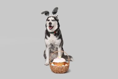 Tavşan kulaklı sevimli Husky köpeği ve gri arka planda Paskalya sepeti.