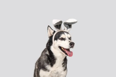Gri arka planda tavşan kulaklı sevimli Husky köpeği. Paskalya kutlaması