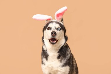 Bej arka planda tavşan kulaklı şirin Husky köpeği. Paskalya kutlaması