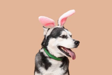 Bej arka planda tavşan kulaklı sevimli Husky köpeği. Paskalya kutlaması