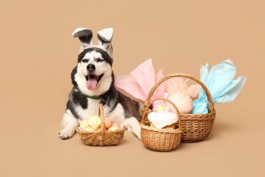Tavşan kulaklı sevimli Husky köpeği ve bej arka planda Paskalya sepetleri.